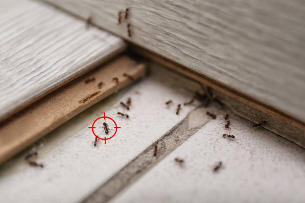 Best Pest Prevention Services  in North Sioux City, SD